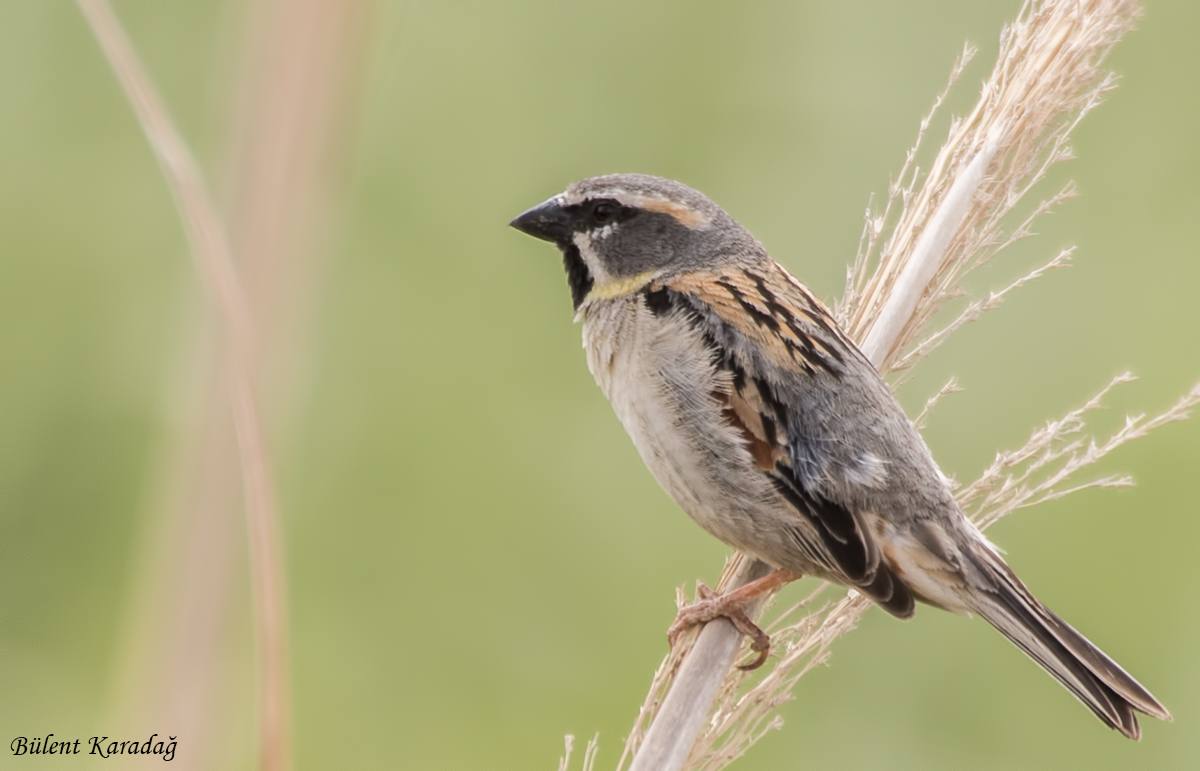 Dead Sea Sparrow